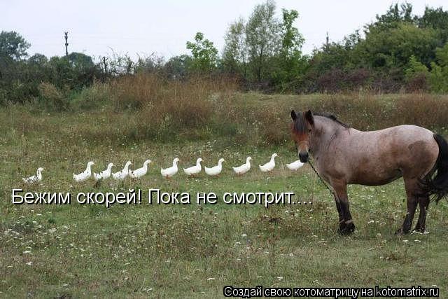Бежим скорей! Пока не смотрит....... Котоматрица: Бежим скорей! Пока не смотрит....
