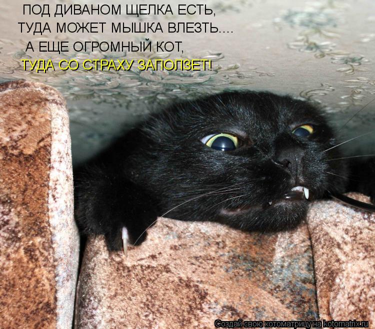 ПОД ДИВАНОМ ЩЕЛКА ЕСТЬ, ТУДА МОЖЕТ МЫШКА ВЛЕЗТЬ.... А ЕЩЕ ОГРОМНЫЙ КОТ, ТУДА СО СТРАХУ ЗАПОЛЗЕТ!... Котоматрица: ПОД ДИВАНОМ ЩЕЛКА ЕСТЬ, ТУДА МОЖЕТ МЫШКА ВЛЕЗТЬ.... А ЕЩЕ ОГРОМНЫЙ КОТ, ТУДА СО СТРАХУ ЗАПОЛЗЕТ!