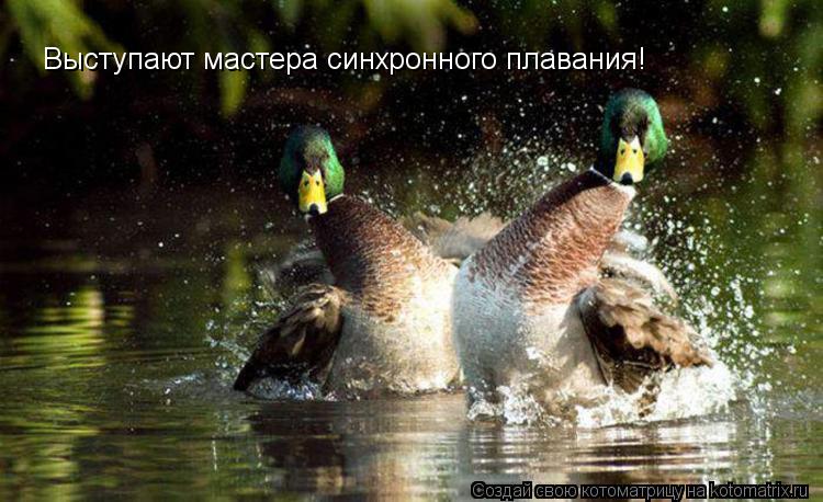 Выступают мастера синхронного плавания!... Котоматрица: Выступают мастера синхронного плавания!
