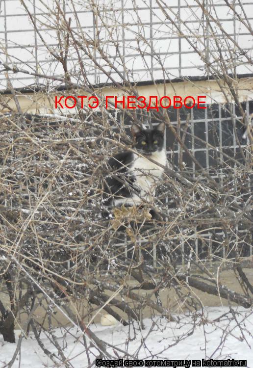 КОТЭ ГНЕЗДОВОЕ... Котоматрица: КОТЭ ГНЕЗДОВОЕ
