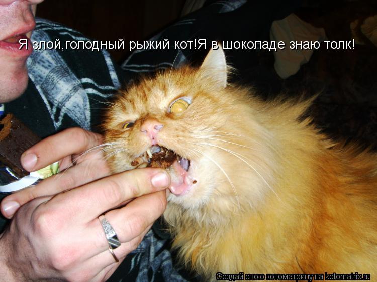 Котоматрица: Я злой,голодный рыжий кот!Я в шоколаде знаю толк!