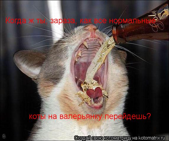 Когда ж ты, зараза, как все нормальные коты на валерьянку перейдешь?... Котоматрица: Когда ж ты, зараза, как все нормальные коты на валерьянку перейдешь?