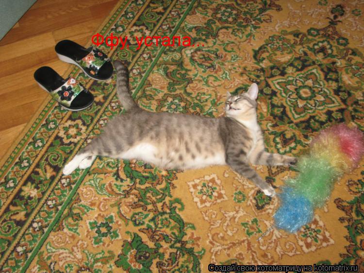 Котоматрица: Ффу, устала...