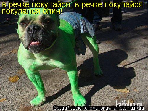 в речке покупайся, в речке покупайся покупался блин!... Котоматрица: в речке покупайся, в речке покупайся покупался блин!