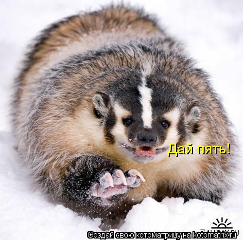 Дай пять!... Котоматрица: Дай пять!