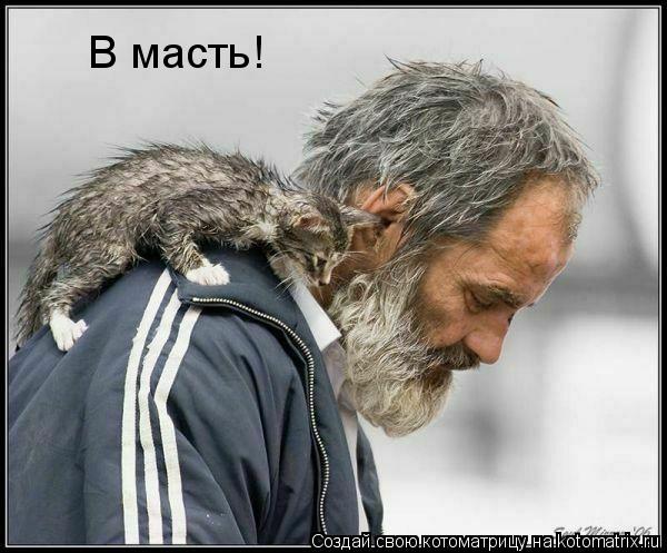 В масть!... Котоматрица: В масть!