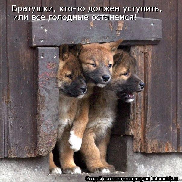 Братушки, кто-то должен уступить, или все голодные останемся!... Котоматрица: Братушки, кто-то должен уступить, или все голодные останемся!