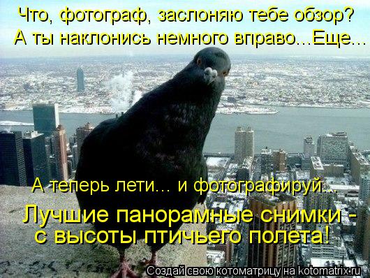 Что, фотограф, заслоняю тебе обзор? А ты наклонись немного вправо...Еще... А теперь лети... и фотогра... Котоматрица: Что, фотограф, заслоняю тебе обзор? А ты наклонись немного вправо...Еще... А теперь лети... и фотографируй... Лучшие панорамные снимки - с высоты