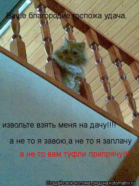 Ваше благородие,госпожа удача, извольте взять меня на дачу!!!! а не то я завою,а не то я заплачу а не... Котоматрица: Ваше благородие,госпожа удача, извольте взять меня на дачу!!!! а не то я завою,а не то я заплачу а не то вам туфли припрячу!!!