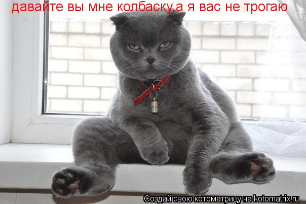 давайте вы мне колбаску,а я вас не трогаю... Котоматрица: давайте вы мне колбаску,а я вас не трогаю