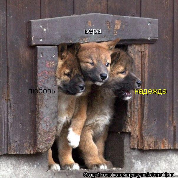 вера любовь надежда... Котоматрица: вера любовь надежда