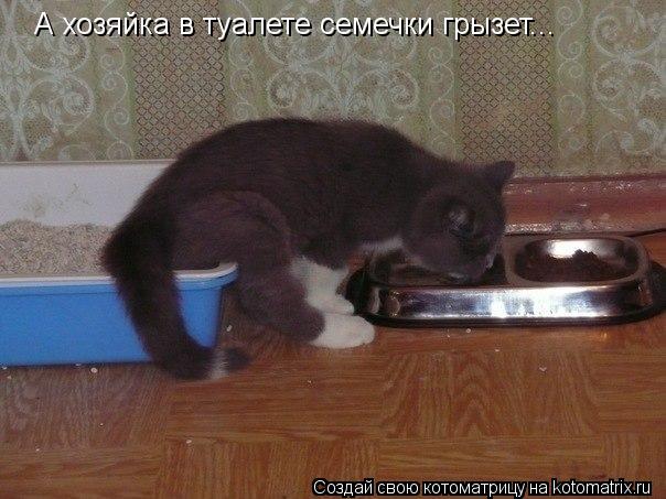 А хозяйка в туалете семечки грызет...... Котоматрица: А хозяйка в туалете семечки грызет...