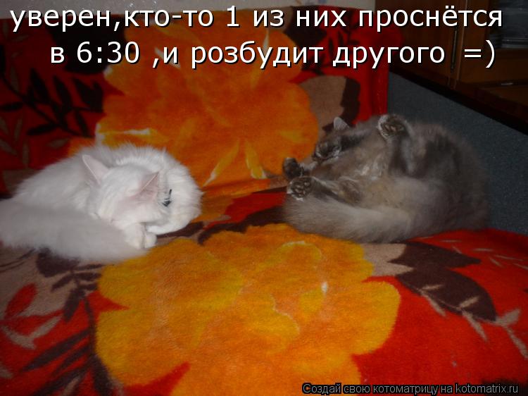 уверен,кто-то 1 из них проснётся в 6:30 ,и розбудит другого =)... Котоматрица: уверен,кто-то 1 из них проснётся в 6:30 ,и розбудит другого =)