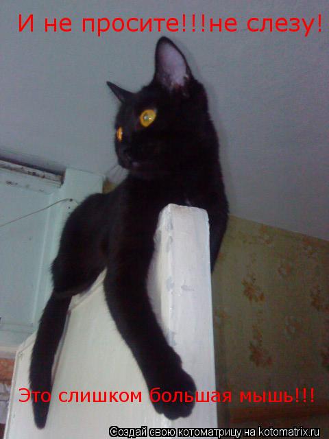 И не просите!!!не слезу! Это слишком большая мышь!!!... Котоматрица: И не просите!!!не слезу! Это слишком большая мышь!!!