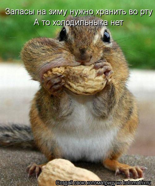 Запасы на зиму нужно хранить во рту А то холодильныка нет... Котоматрица: Запасы на зиму нужно хранить во рту А то холодильныка нет