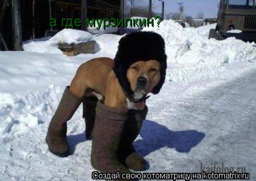 а где мурзилкин? а где мурзилкин?... Котоматрица: а где мурзилкин? а где мурзилкин?