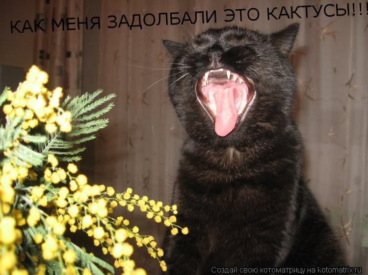 КАК МЕНЯ ЗАДОЛБАЛИ ЭТО КАКТУСЫ!!!... Котоматрица: КАК МЕНЯ ЗАДОЛБАЛИ ЭТО КАКТУСЫ!!!