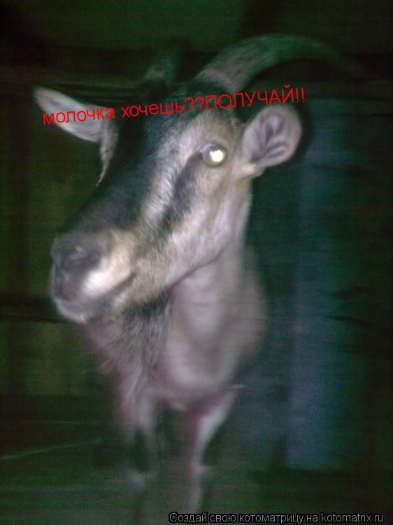 молочка хочешь??ПОЛУЧАЙ!!... Котоматрица: молочка хочешь??ПОЛУЧАЙ!!