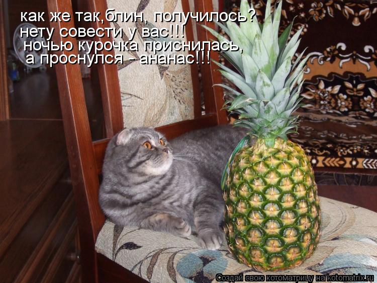 как же так,блин, получилось? нету совести у вас!!! ночью курочка приснилась, а проснулся - ананас!!!... Котоматрица: как же так,блин, получилось? нету совести у вас!!! ночью курочка приснилась, а проснулся - ананас!!!