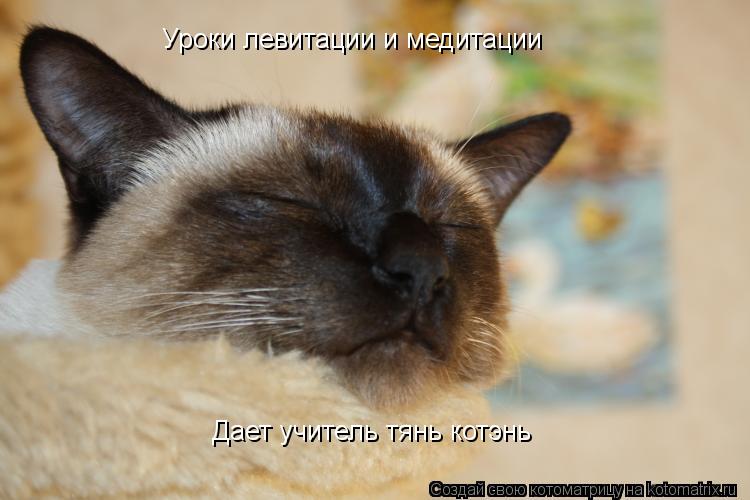 Уроки левитации и медитации Дает учитель тянь котэнь... Котоматрица: Уроки левитации и медитации Дает учитель тянь котэнь