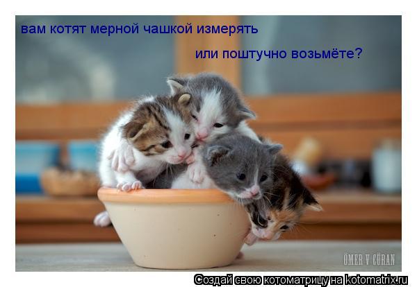 вам котят мерной чашкой измерять или поштучно возьмёте?... Котоматрица: вам котят мерной чашкой измерять или поштучно возьмёте?