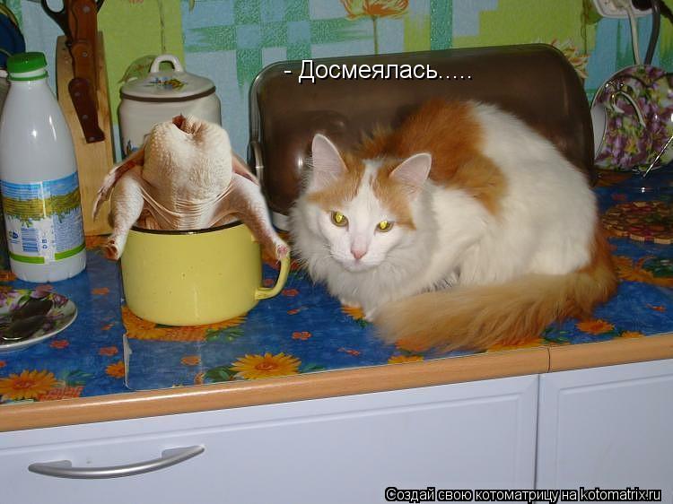- Досмеялась........ Котоматрица: - Досмеялась.....