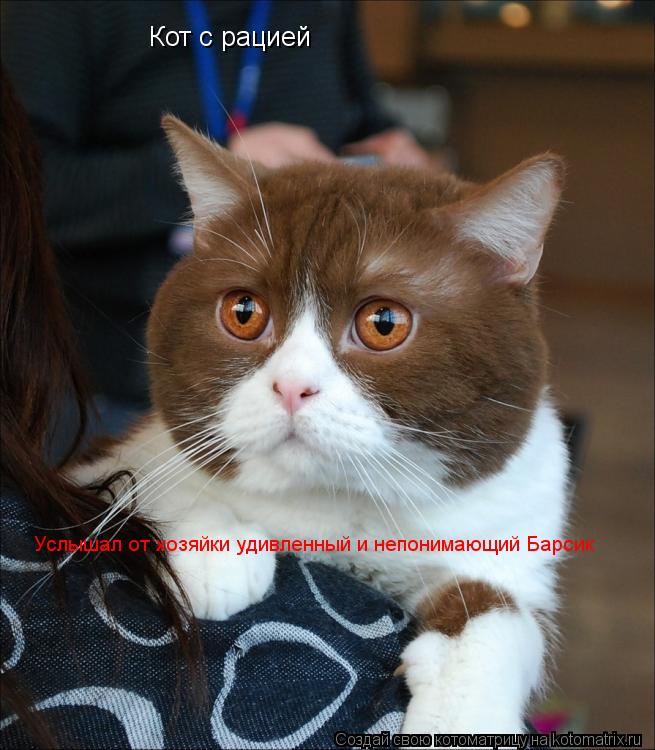 Кот с рацией Услышал от хозяйки удивленный и непонимающий Барсик... Котоматрица: Кот с рацией Услышал от хозяйки удивленный и непонимающий Барсик