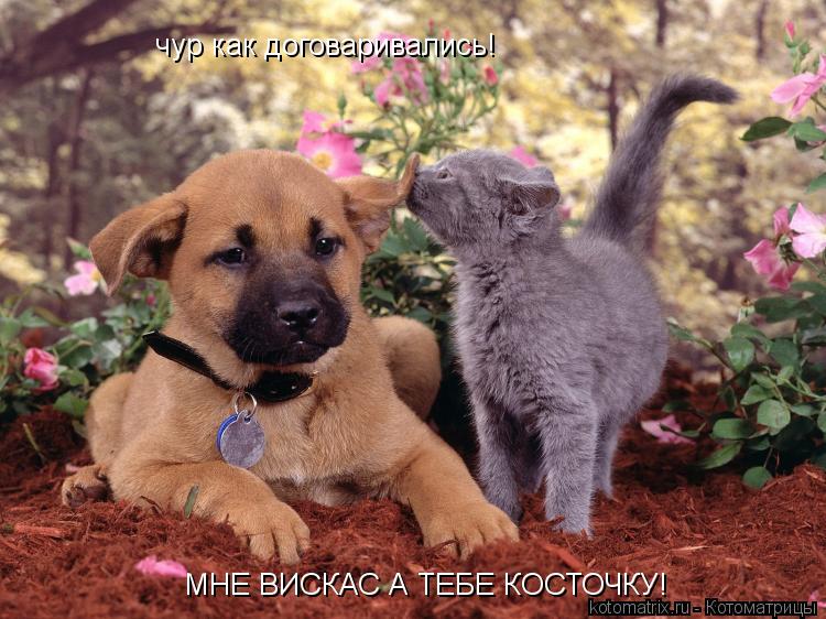 чур как договаривались! МНЕ ВИСКАС А ТЕБЕ КОСТОЧКУ!... Котоматрица: чур как договаривались! МНЕ ВИСКАС А ТЕБЕ КОСТОЧКУ!