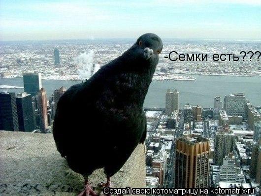 -Семки есть???... Котоматрица: -Семки есть???