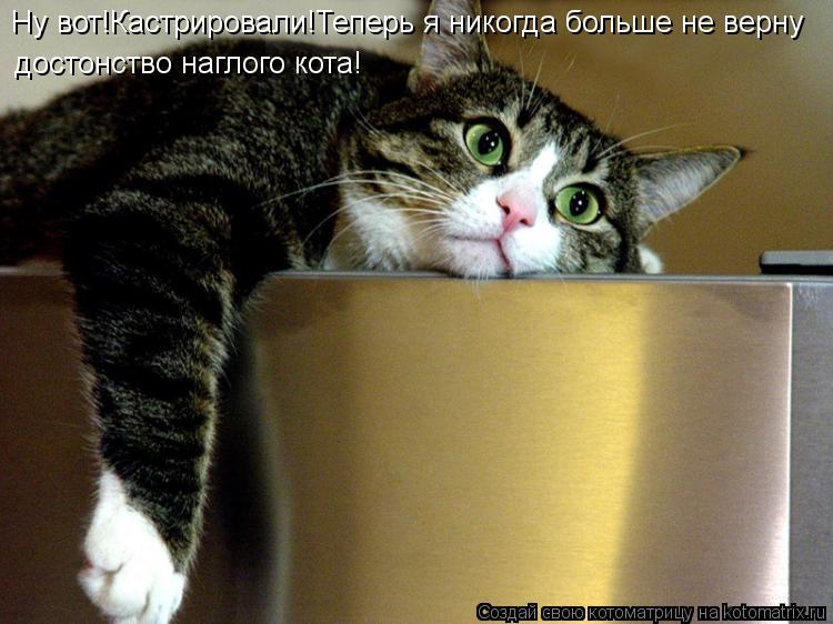 Ну вот!Кастрировали!Теперь я никогда больше не верну достонство наглого кота!... Котоматрица: Ну вот!Кастрировали!Теперь я никогда больше не верну достонство наглого кота!