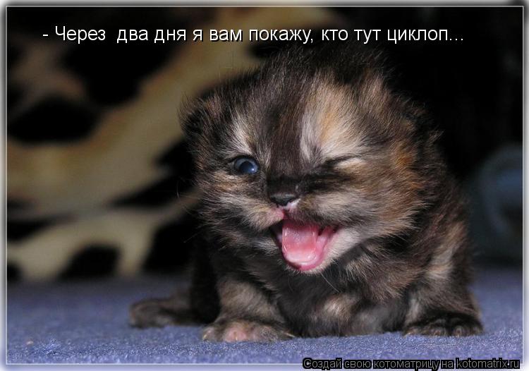 - Через два дня я вам покажу, кто тут циклоп...... Котоматрица: - Через два дня я вам покажу, кто тут циклоп...