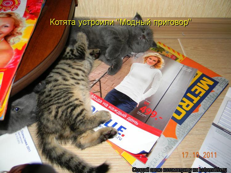 Котята устроили "Модный приговор"... Котоматрица: Котята устроили "Модный приговор"