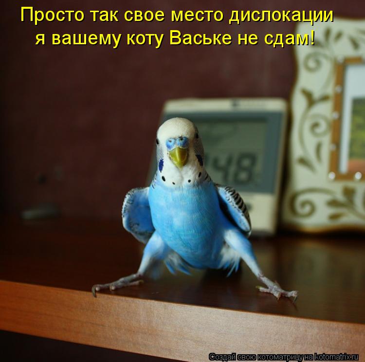 я вашему коту Ваське не сдам! Просто так свое место дислокации... Котоматрица: я вашему коту Ваське не сдам! Просто так свое место дислокации