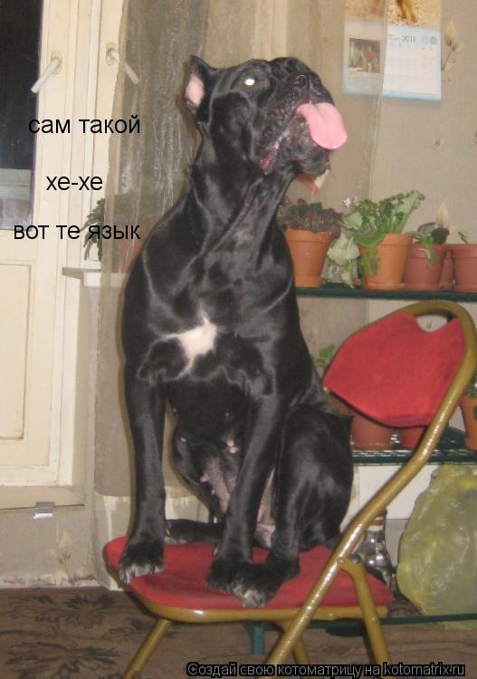 сам такой хе-хе вот те язык... Котоматрица: сам такой хе-хе вот те язык