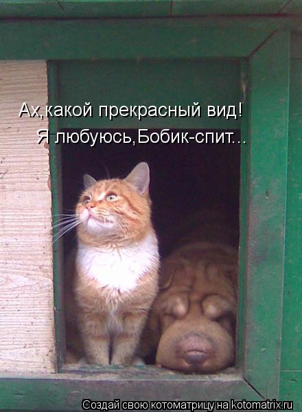 Ах,какой прекрасный вид! Я любуюсь,Бобик-спит...... Котоматрица: Ах,какой прекрасный вид! Я любуюсь,Бобик-спит...