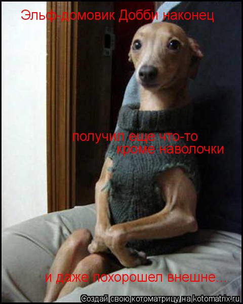 Эльф-домовик Добби наконец получил еще что-то кроме наволочки и даже похорошел внешне...... Котоматрица: Эльф-домовик Добби наконец получил еще что-то кроме наволочки и даже похорошел внешне...
