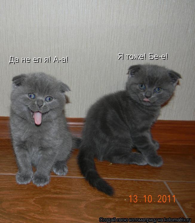 Да не ел я! А-а! Я тоже! Бе-е!... Котоматрица: Да не ел я! А-а! Я тоже! Бе-е!