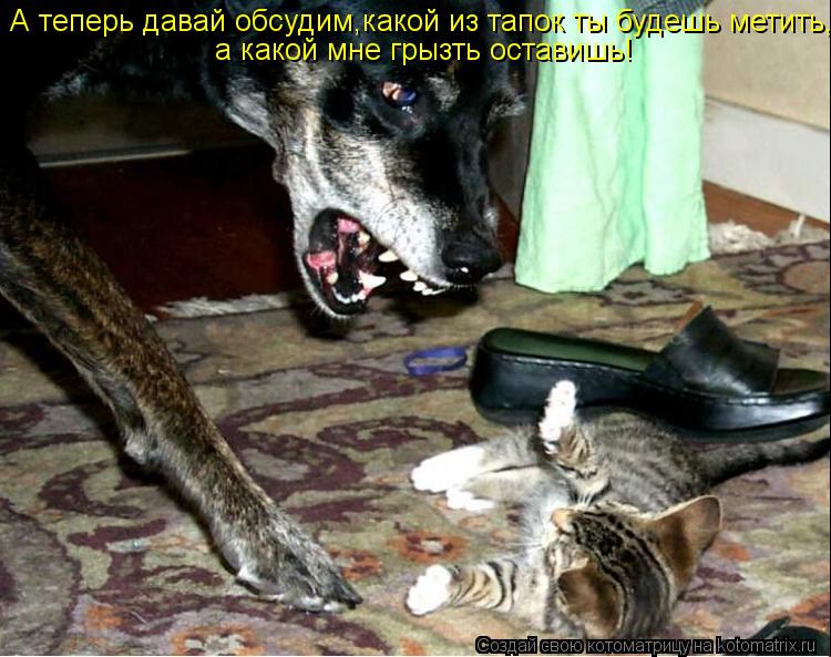 А теперь давай обсудим,какой из тапок ты будешь метить, а какой мне грызть оставишь!... Котоматрица: А теперь давай обсудим,какой из тапок ты будешь метить, а какой мне грызть оставишь!