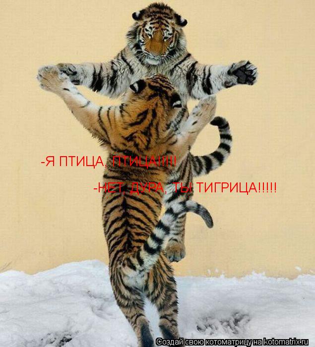 -Я ПТИЦА, ПТИЦА!!!!! -Я ПТИЦА, ПТИЦА!!!!! -НЕТ, ДУРА, ТЫ ТИГРИЦА!!!!!... Котоматрица: -Я ПТИЦА, ПТИЦА!!!!! -Я ПТИЦА, ПТИЦА!!!!! -НЕТ, ДУРА, ТЫ ТИГРИЦА!!!!!