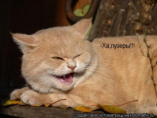 -Ха,лузеры!!!... Котоматрица: -Ха,лузеры!!!