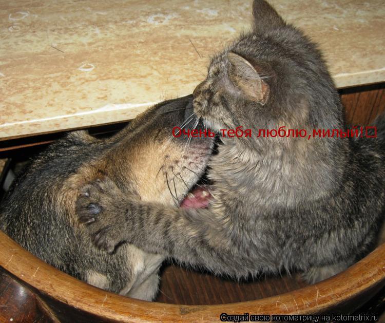 Очень тебя люблю,милый!♥... Котоматрица: Очень тебя люблю,милый!♥
