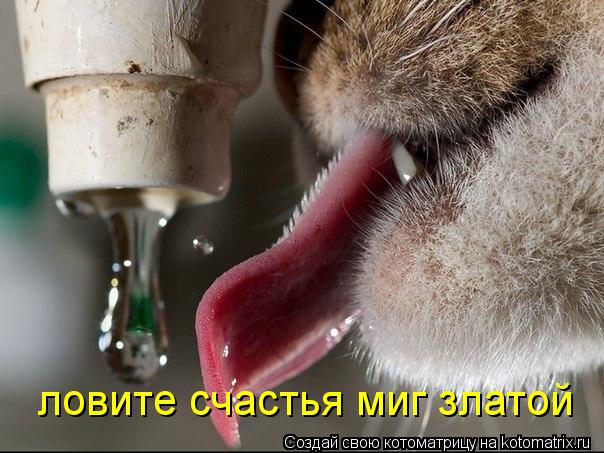 ловите счастья миг златой... Котоматрица: ловите счастья миг златой