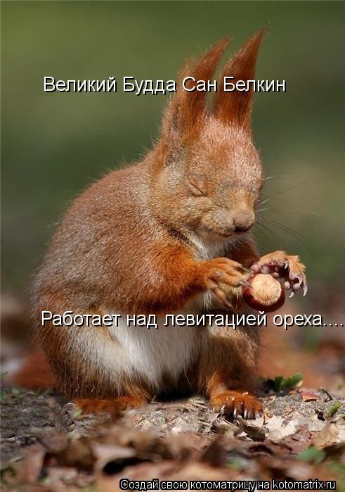 Великий Будда Сан Белкин Работает над левитацией ореха....... Котоматрица: Великий Будда Сан Белкин Работает над левитацией ореха....