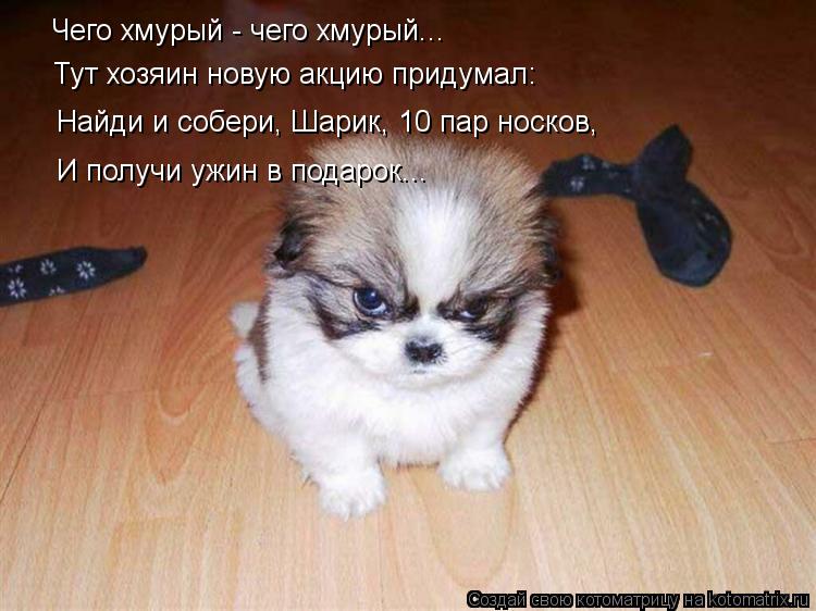 Чего хмурый - чего хмурый... Тут хозяин новую акцию придумал: Найди и собери, Шарик, 10 пар носков, ... Котоматрица: Чего хмурый - чего хмурый... Тут хозяин новую акцию придумал: Найди и собери, Шарик, 10 пар носков, И получи ужин в подарок...