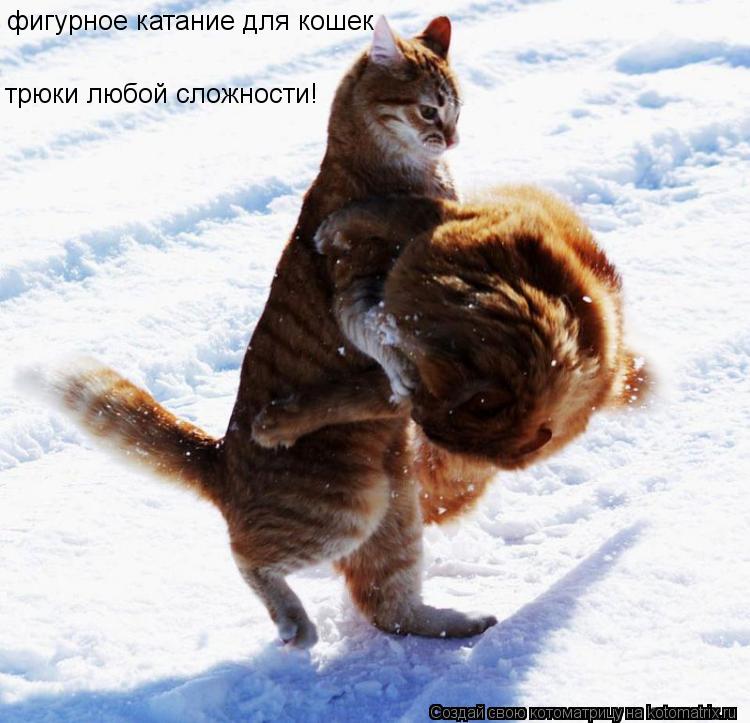 фигурное катание для кошек трюки любой сложности!... Котоматрица: фигурное катание для кошек трюки любой сложности!