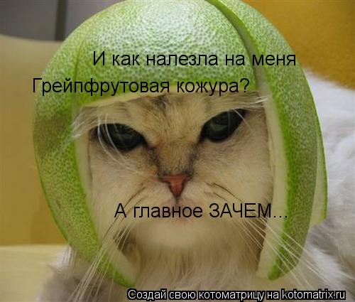 И как налезла на меня Грейпфрутовая кожура? А главное ЗАЧЕМ...... Котоматрица: И как налезла на меня Грейпфрутовая кожура? А главное ЗАЧЕМ...