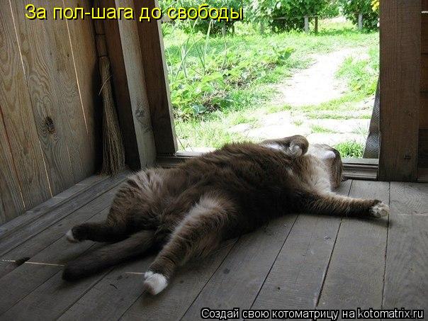 За пол-шага до свободы... Котоматрица: За пол-шага до свободы