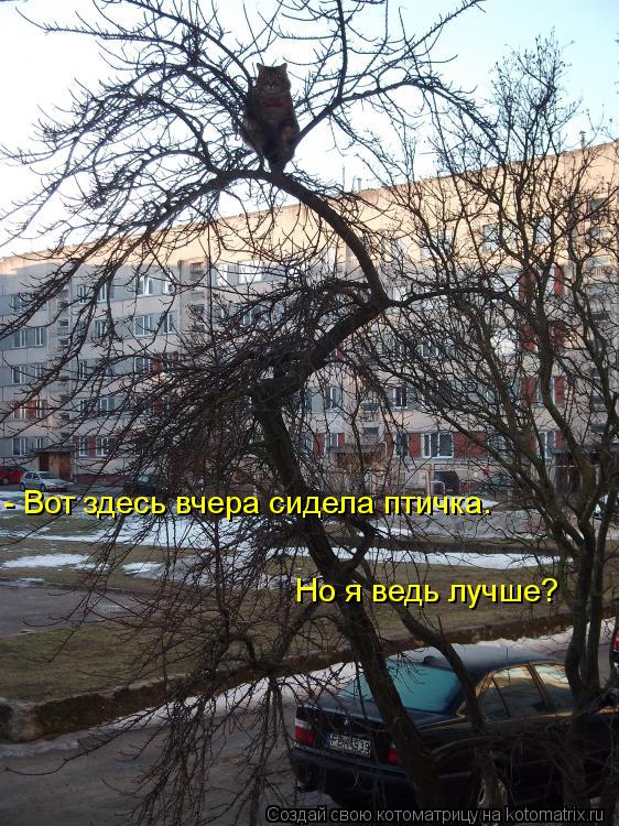 - Вот здесь вчера сидела птичка. Но я ведь лучше?... Котоматрица: - Вот здесь вчера сидела птичка. Но я ведь лучше?