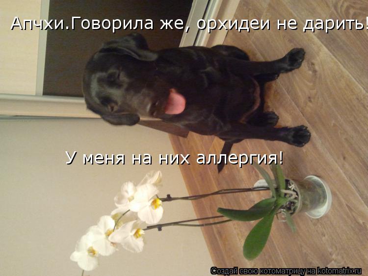 Апчхи.Говорила же, орхидеи не дарить! У меня на них аллергия! У меня на них аллергия!... Котоматрица: Апчхи.Говорила же, орхидеи не дарить! У меня на них аллергия! У меня на них аллергия!