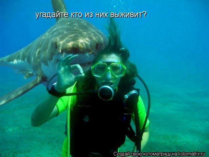 угадайте кто из них выживит?... Котоматрица: угадайте кто из них выживит?